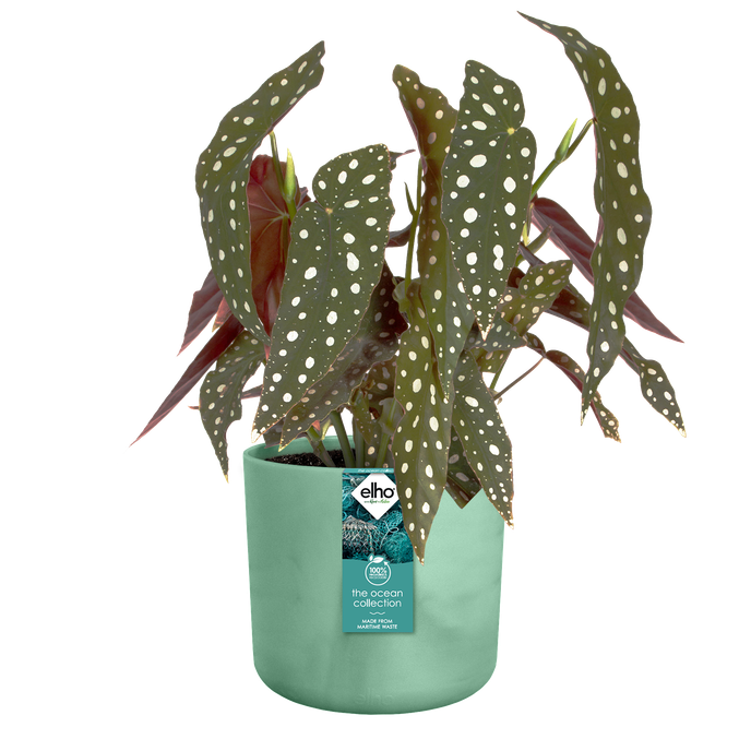 the ocean collection rund 22cm pazifikgrün